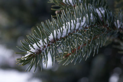 Close-up of pine tree branch during winter