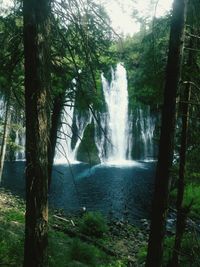 Waterfall in forest