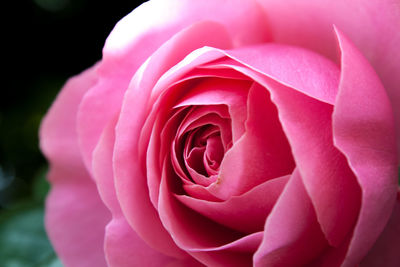 Close-up of pink rose