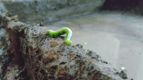 Close-up of insect on rock