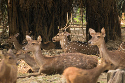 The female deer within their herd, only has one male deer who appears majestic in the midst of them.