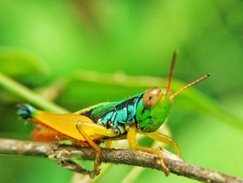 Close-up of butterfly perching on leaf