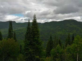 Scenic view of forest against sky