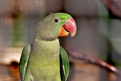 Close-up of parrot perching