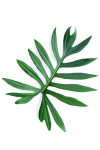 Close-up of leaves against white background