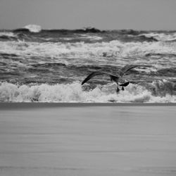 Bird flying over sea against sky