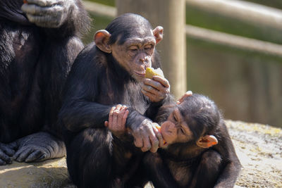 Monkey with infant eating food