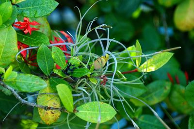 High angle view of berries growing on plant