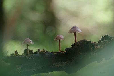 Close-up of mushroom growing in forest