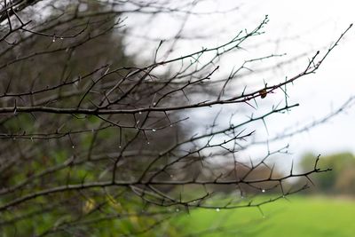 Close-up of bare branches against blurred background