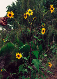 Close-up of daisy flowers blooming in field