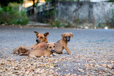 Portrait of two dogs