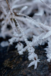 Close-up of ice crystal on dry grass