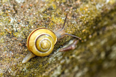 Close-up of snail on rock