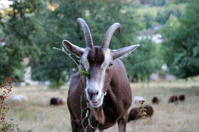 Portrait of goat on field