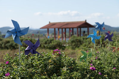 Close-up of flowers against built structure