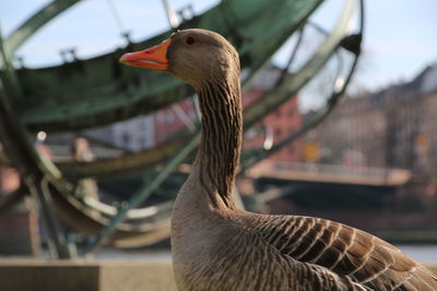 Close-up of bird