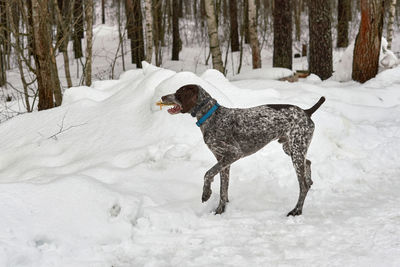 Dog on snow covered land