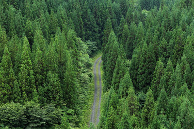 Road amidst trees in forest