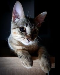 Close-up portrait of a cat looking away
