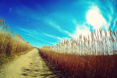 Dirt road passing through field