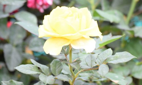 Close-up of flower blooming outdoors