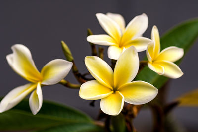 Close-up of white frangipani flowers