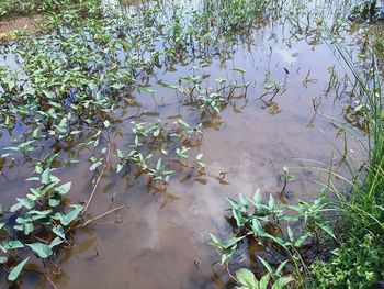 High angle view of flowers floating on water