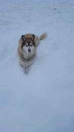 Portrait of dog in snow