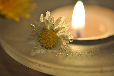 Close-up of flowers