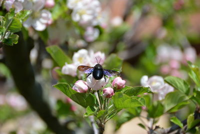 Close-up of insect on flower