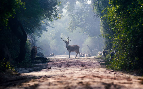 Deer in a forest