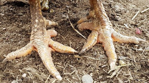 Close-up of lizard on field