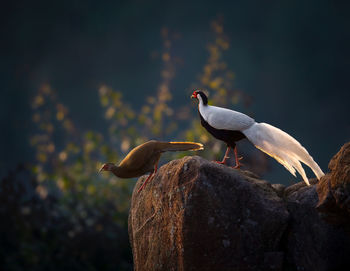 Bird couple on rock