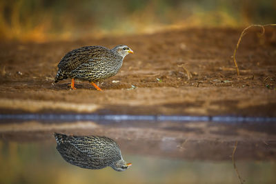 Close-up of bird perching on rock