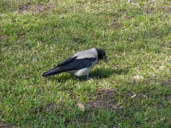 Side view of bird on field