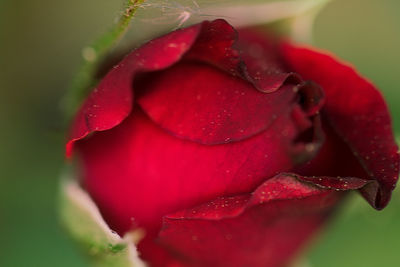 Close-up of wet red rose