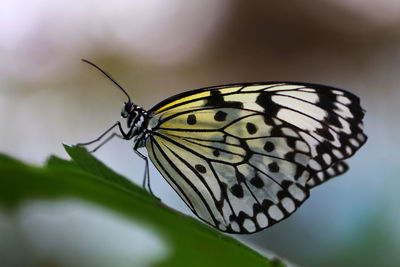 Close-up of butterfly on flower