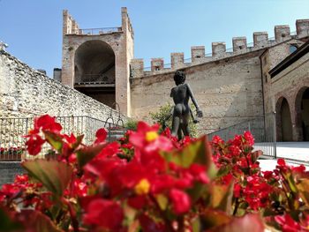 Low angle view of red flowers