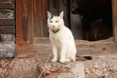 Portrait of cat sitting outdoors