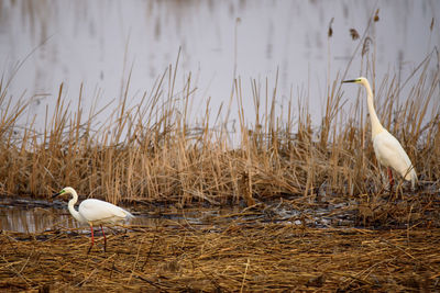 Great egret bird, ardea alba.