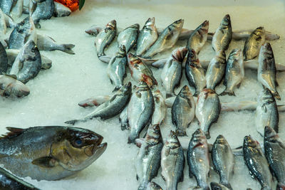 High angle view of fish for sale in market