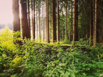 Trees in forest