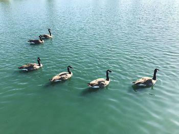 High angle view of ducks swimming in lake