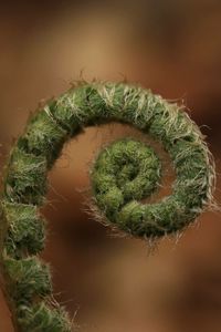 Close-up of cactus plant