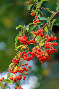 Close-up of red berries growing on tree