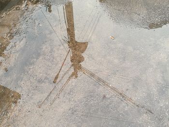 High angle view of insect on puddle