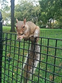 Close-up of squirrel on fence