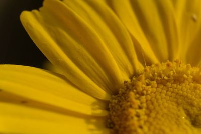 Close-up of yellow flowering plant