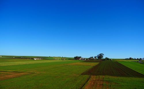 Scenic view of agricultural field against clear blue sky